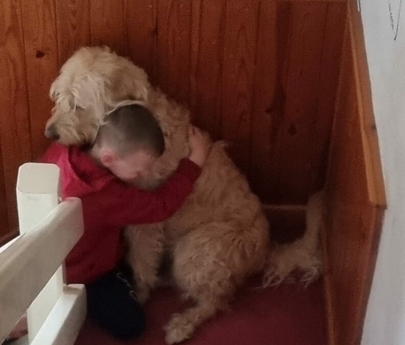 Meet Finn the buddy dog!