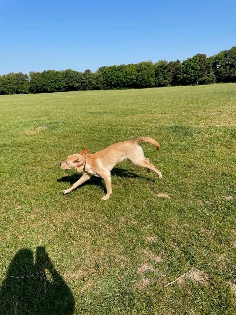 At full speed on a free run in a field