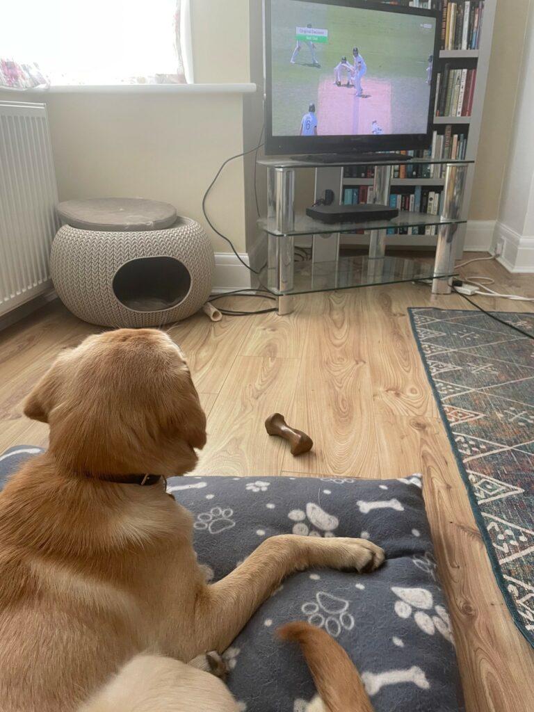 Enjoying watching the cricket on the TV, lying on his dog bed