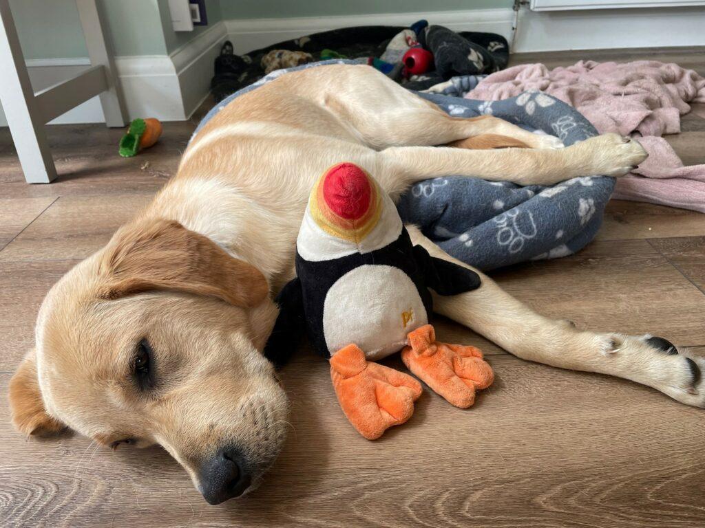 Snoozing with his beloved puffin on the floor