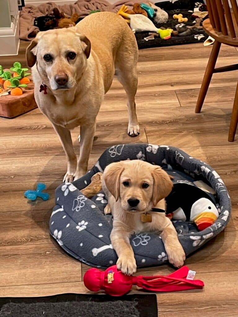 With Xanthe at 12ish weeks, sat inside on a dog bed