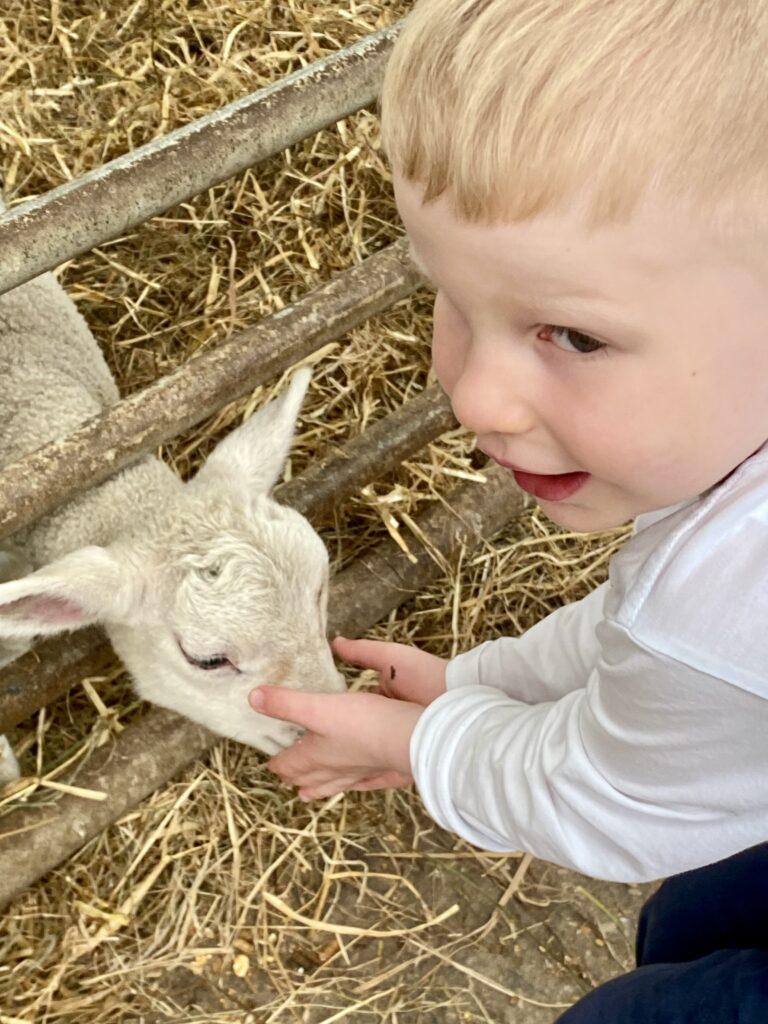 Thomas petting a farm animal